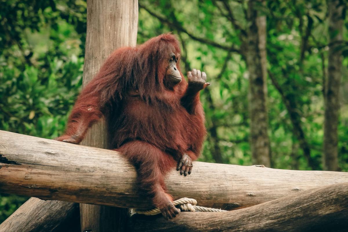 Kalimantan destination hero image