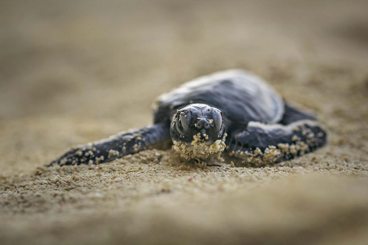 3D/2N Wild Sukamade Adventure tour package