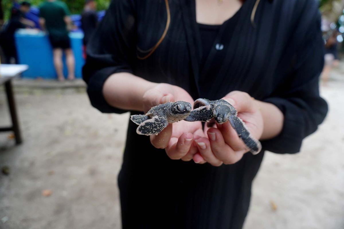 3D/2N Wild Sukamade Adventure gallery photo 2