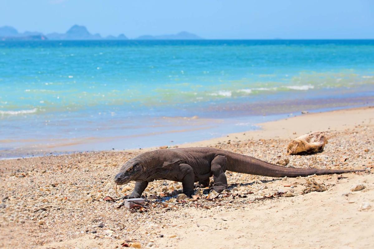 4D/3N Encounter Komodo Dragon
