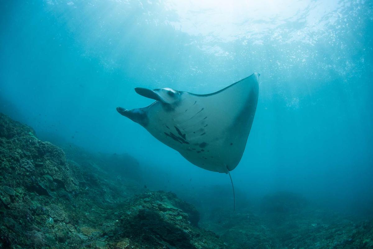 4D/3N Encounter Komodo Dragon gallery photo 2