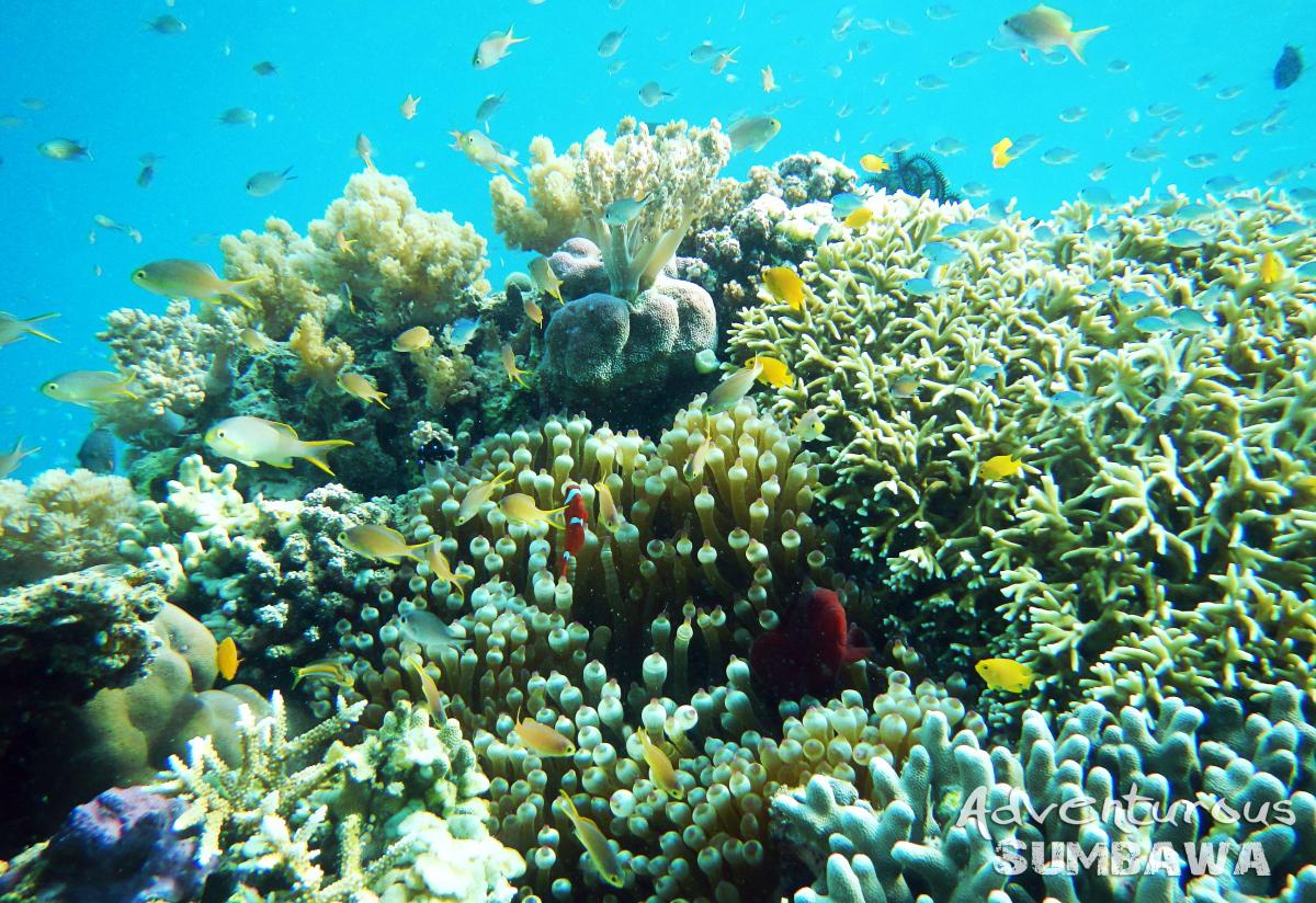 4D/3N Whales & Natures of Sumbawa gallery photo 4