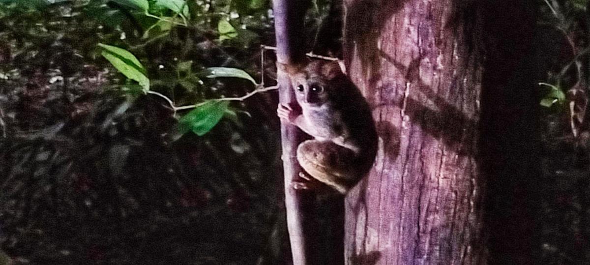 4D/3N Wild North Sulawesi