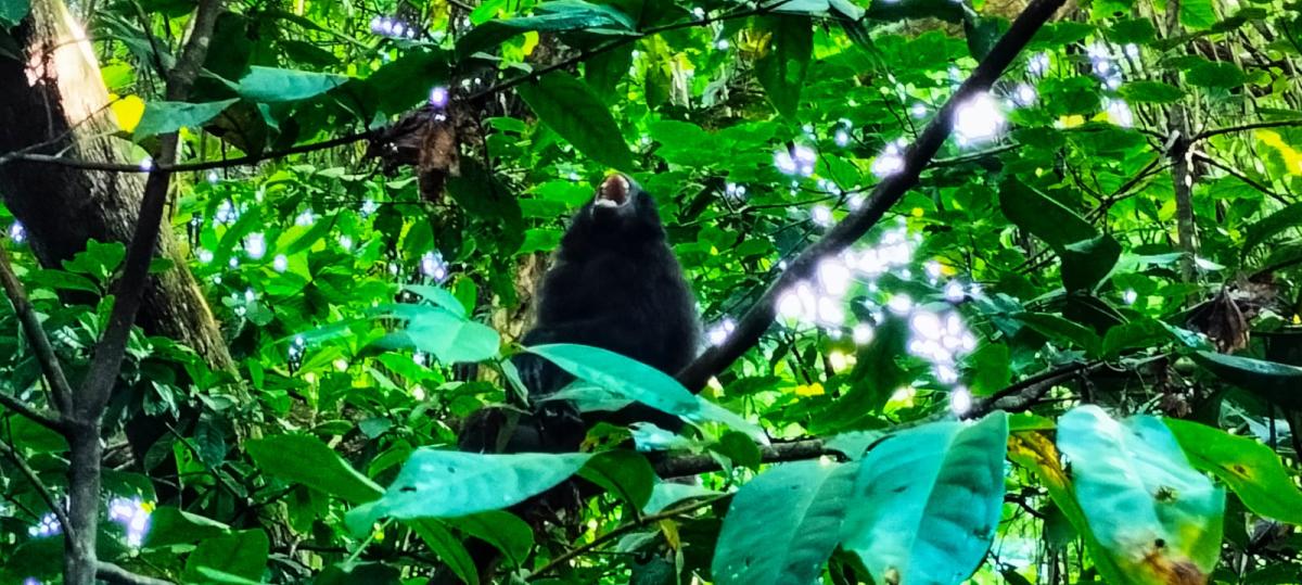 4D/3N Wild North Sulawesi gallery photo 4