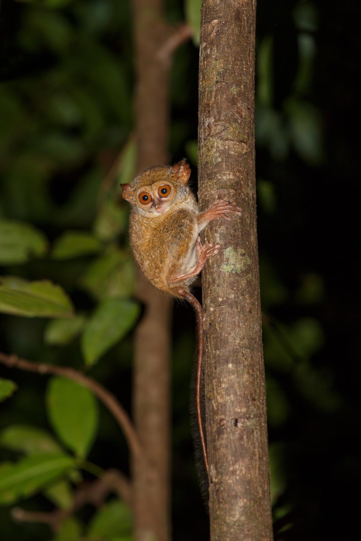 4D/3N Wild North Sulawesi