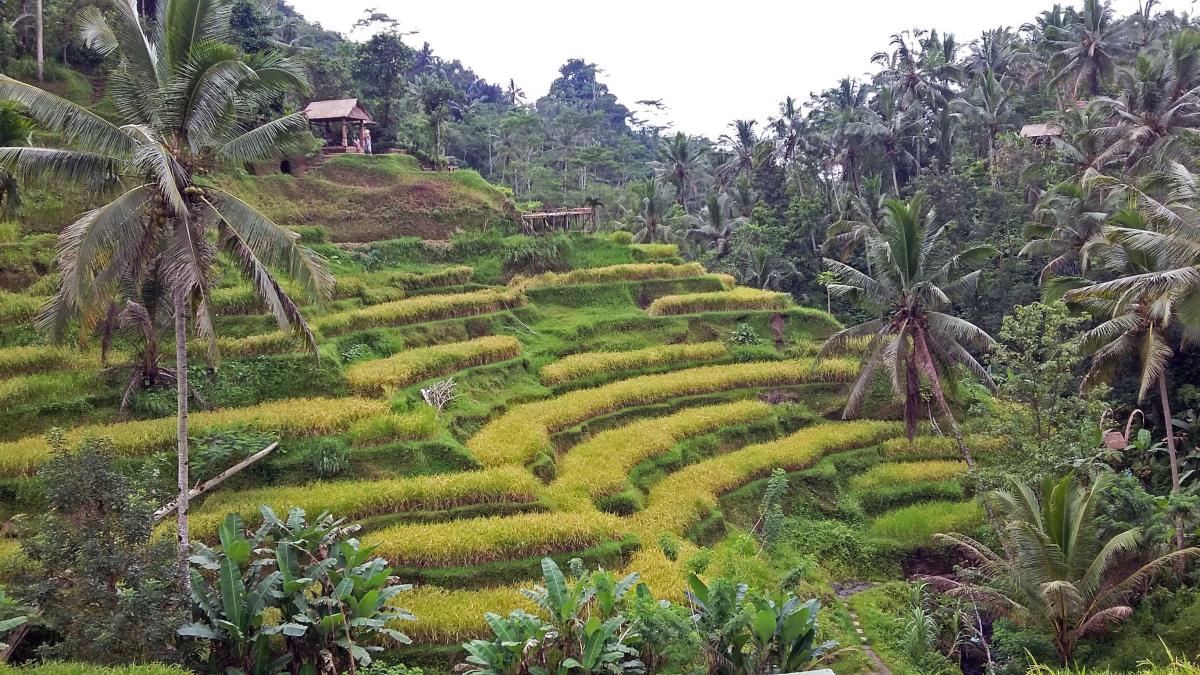 Sunrise Trekking to Mount Batur & Rice Terraces gallery photo 3