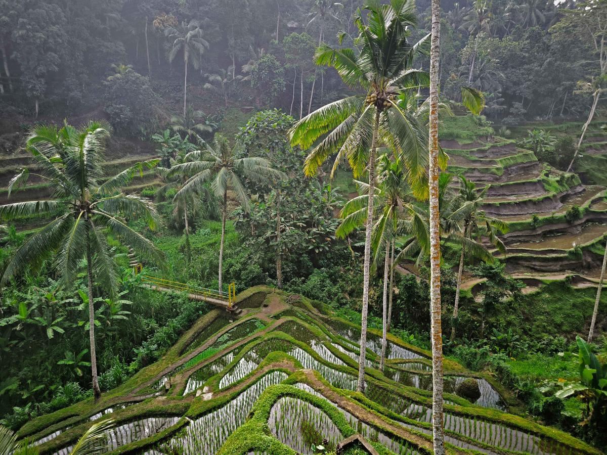 Sunrise Trekking to Mount Batur & Rice Terraces gallery photo 4