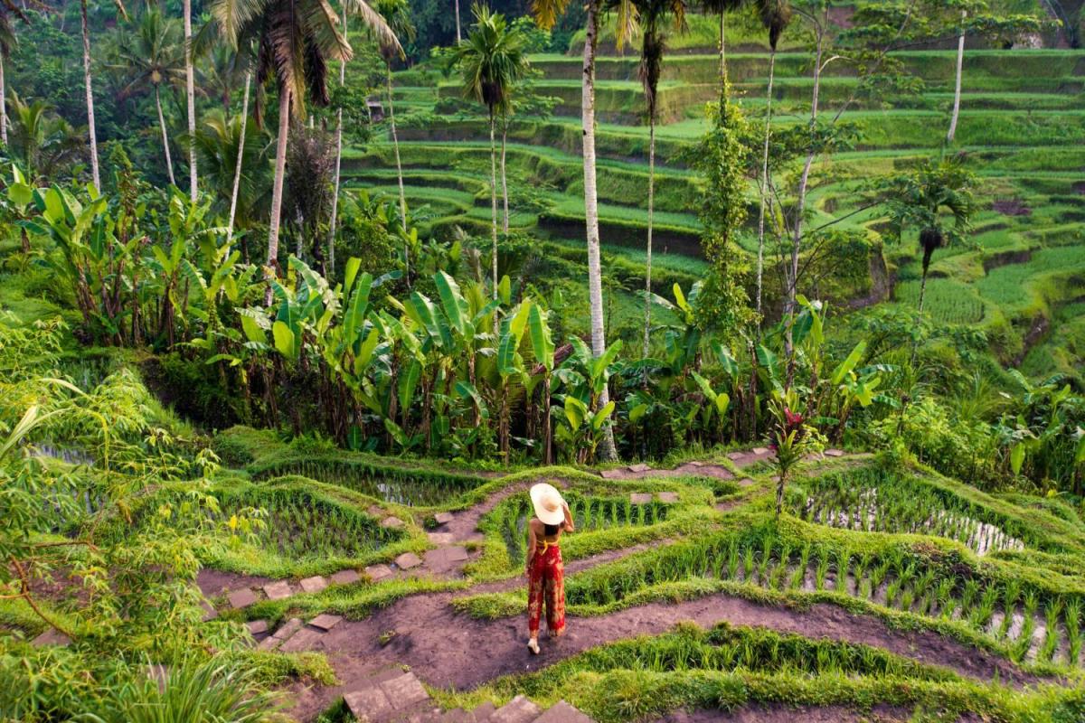 Ubud Highlight Full-Day Tour gallery photo 3